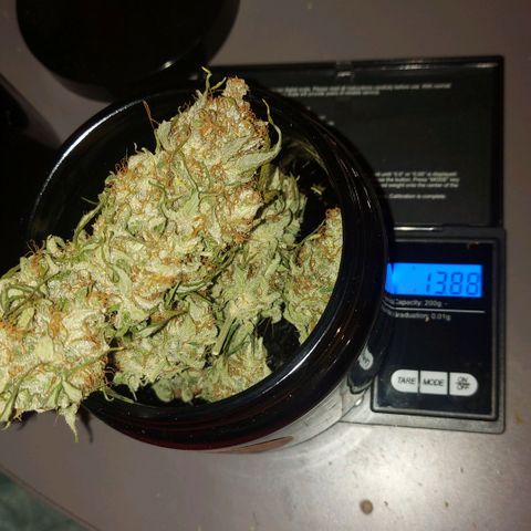 Neenee growlog timeline photo