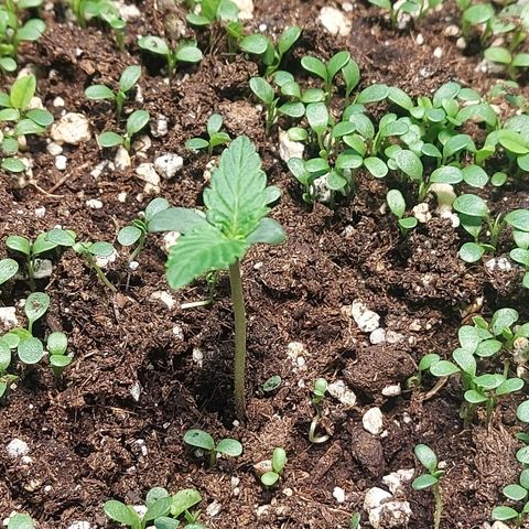 Audrey growlog timeline photo