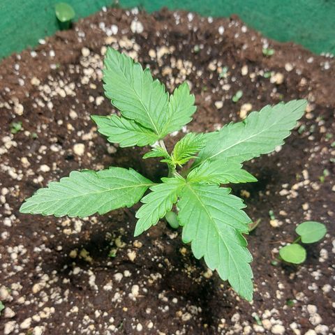 Audrey growlog timeline photo
