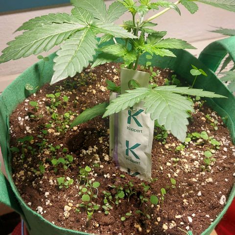 Audrey growlog timeline photo
