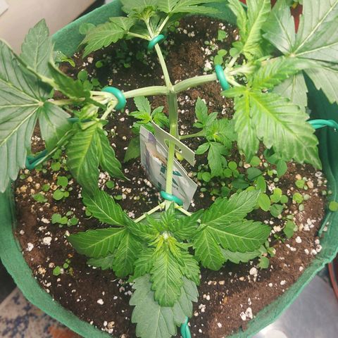 Audrey growlog photo: Low Stress Training 