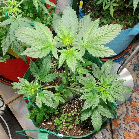 Audrey growlog timeline photo