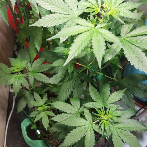 Audrey growlog timeline photo
