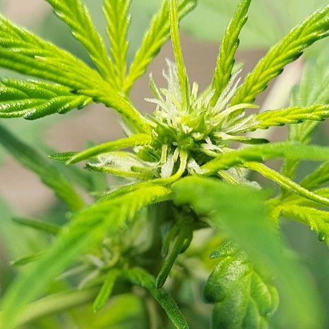 Audrey growlog timeline photo