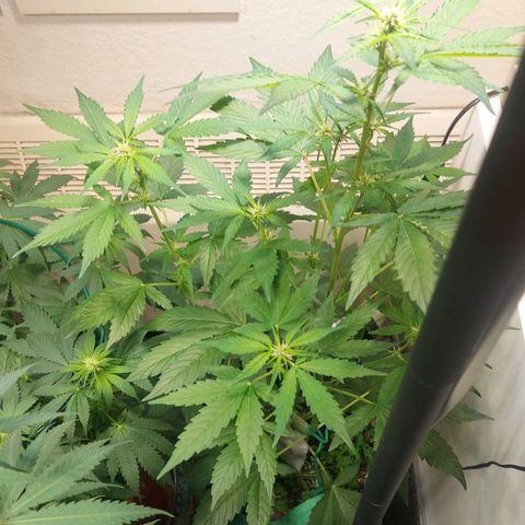 Audrey growlog timeline photo