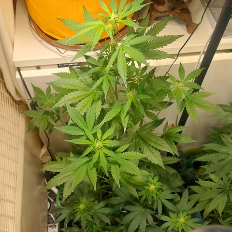 Audrey growlog timeline photo