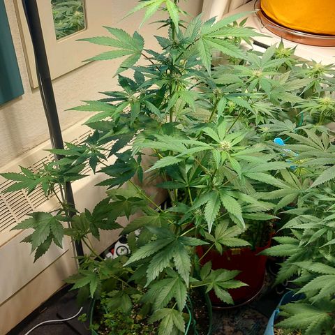 Audrey growlog timeline photo
