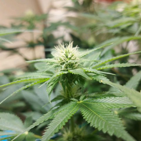 Audrey growlog timeline photo