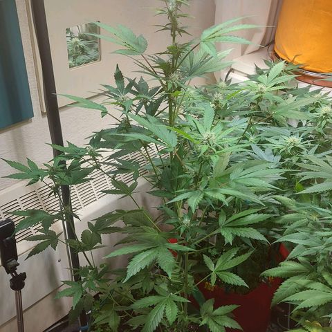 Audrey growlog timeline photo