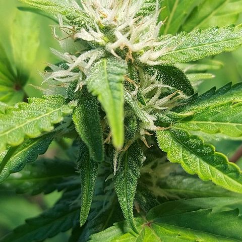 Audrey growlog timeline photo