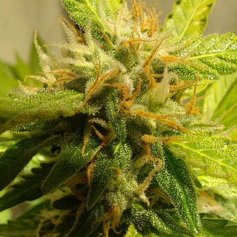 Audrey growlog timeline photo