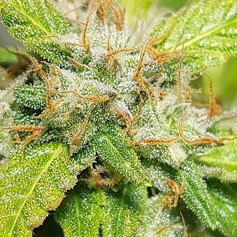 Audrey growlog timeline photo