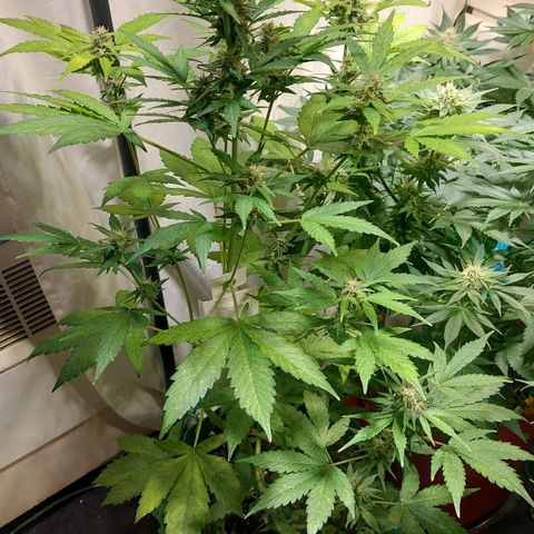 Audrey growlog timeline photo