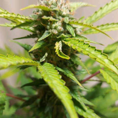 Audrey growlog timeline photo