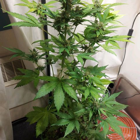 Audrey growlog timeline photo