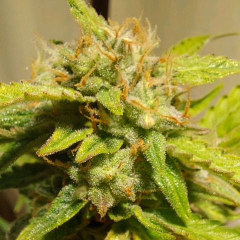 Audrey growlog timeline photo