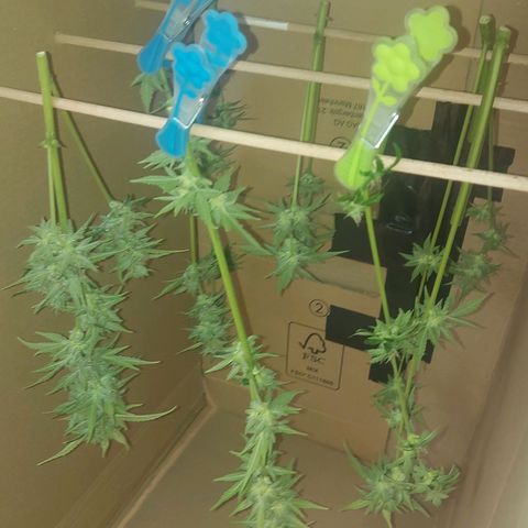 Audrey growlog timeline photo
