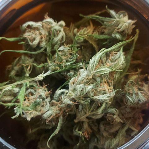 Audrey growlog timeline photo