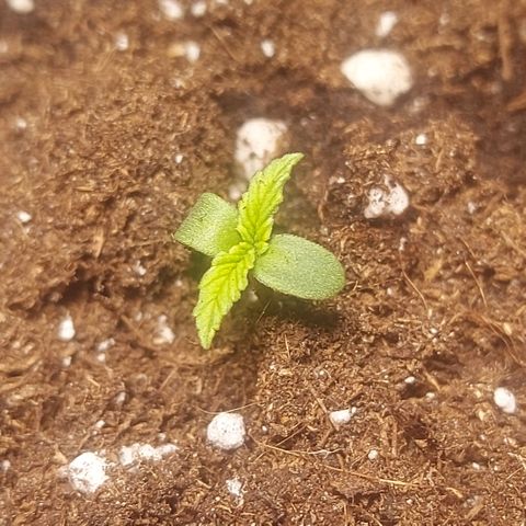 Matilda growlog photo: Erde aufgefüllt. 