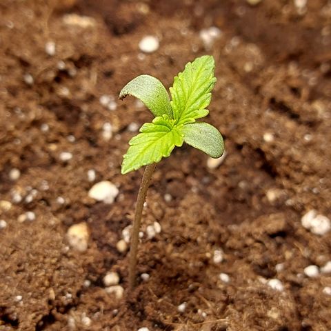 Matilda growlog timeline photo