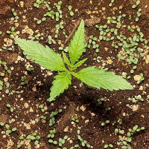 Matilda growlog timeline photo