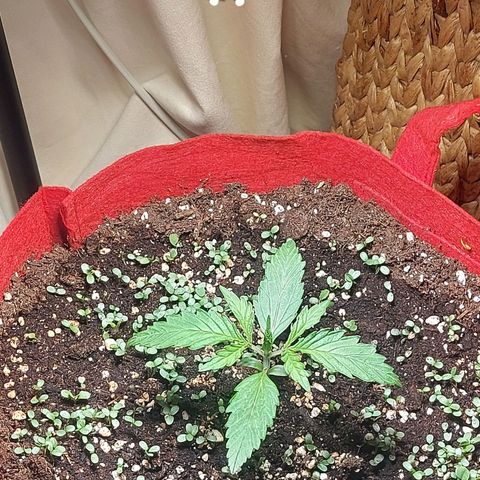Matilda growlog timeline photo
