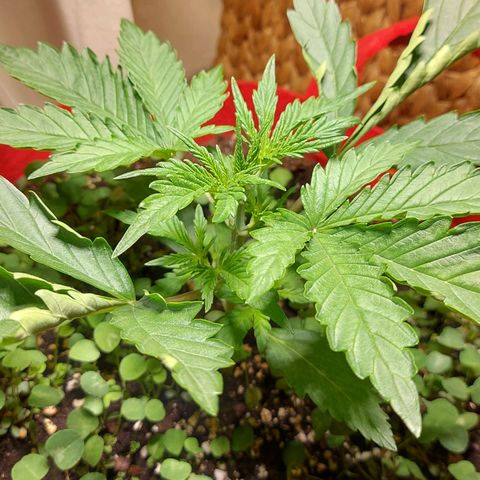 Matilda growlog timeline photo
