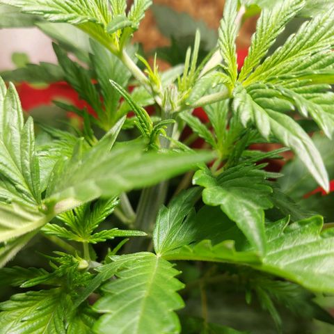 Matilda growlog photo: Spitze getoppt 