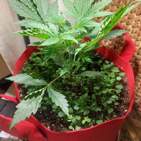 Matilda growlog photo: Spitze getoppt 