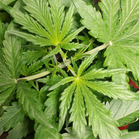 Matilda growlog timeline photo