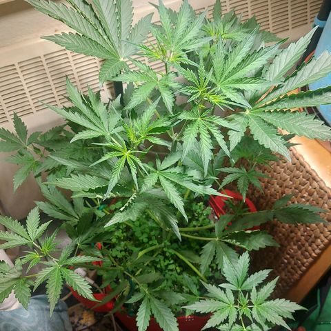 Matilda growlog timeline photo