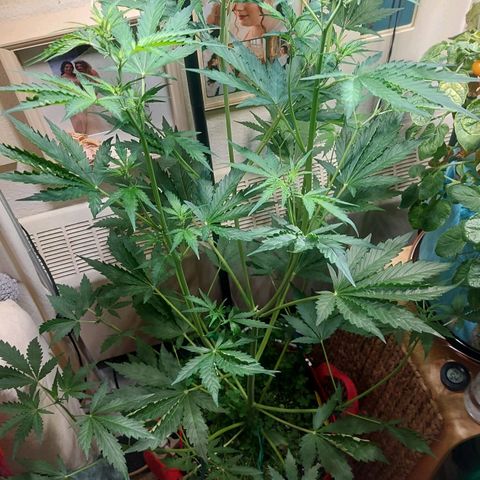 Matilda growlog timeline photo