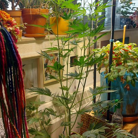 Matilda growlog timeline photo