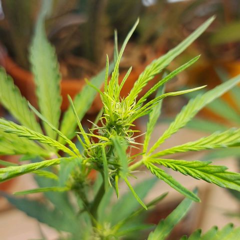Matilda growlog timeline photo