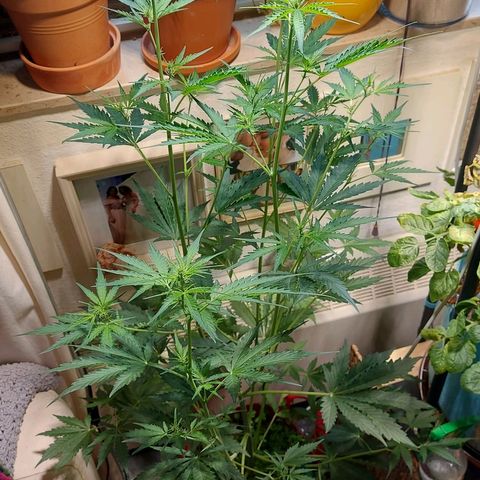 Matilda growlog timeline photo