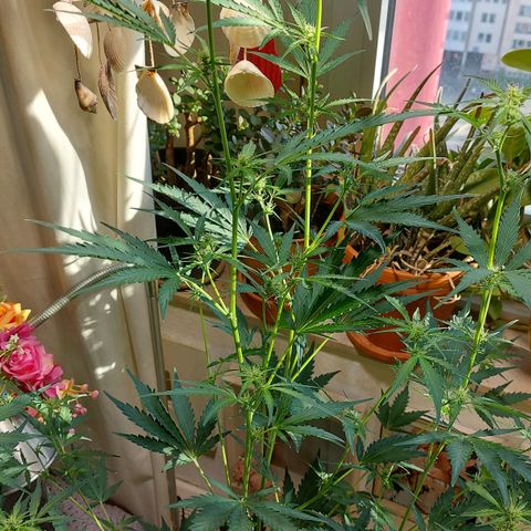 Matilda growlog timeline photo