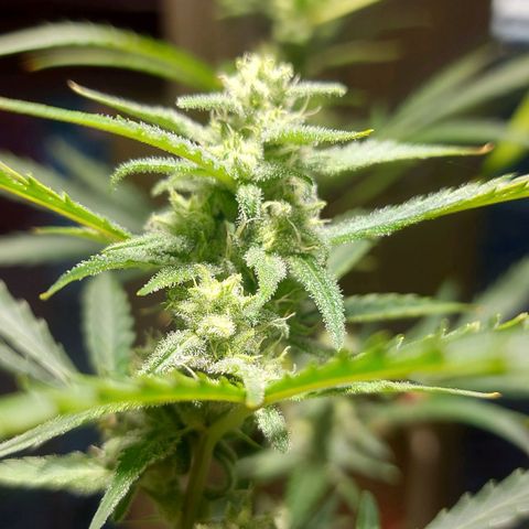 Matilda growlog timeline photo