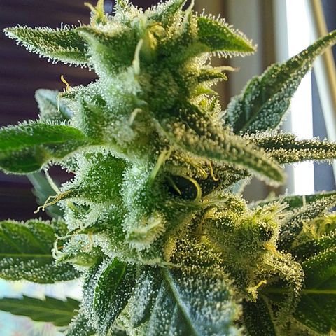 Matilda growlog timeline photo