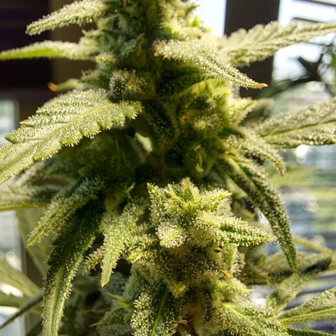 Matilda growlog timeline photo