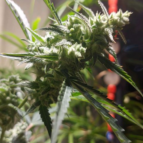 Matilda growlog timeline photo