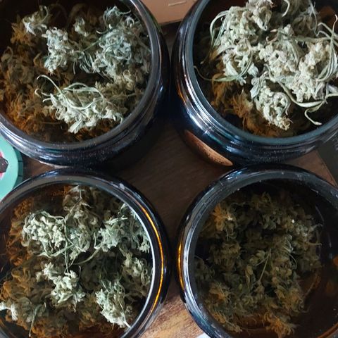 Matilda growlog timeline photo