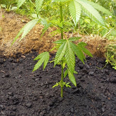 Sativa growlog photo: Bug or small animal ate a leaf