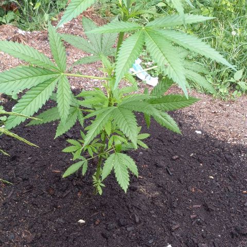 Sativa growlog timeline photo