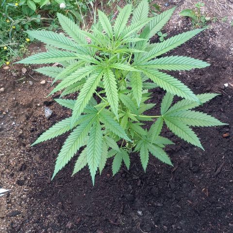 Sativa growlog photo: Cicadelle  qui mange mes feuilles