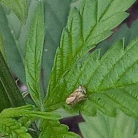 Sativa growlog photo: Cicadelle  qui mange mes feuilles
