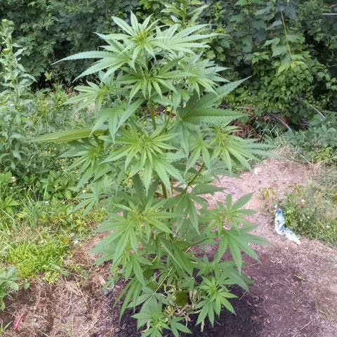 Sativa growlog photo: Almost 4'