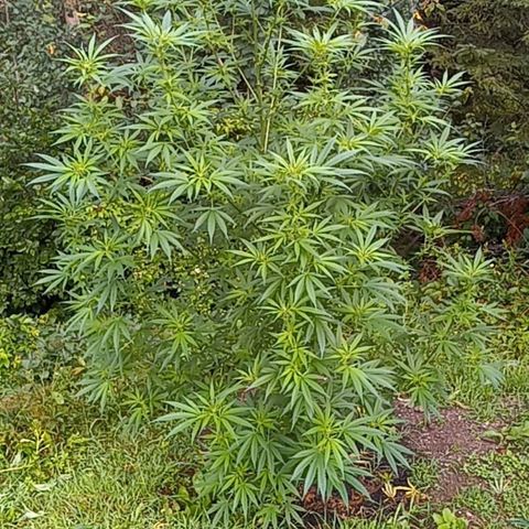 Sativa growlog timeline photo