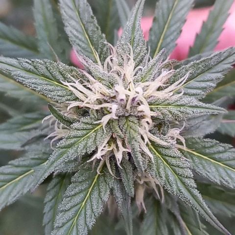 Sativa growlog timeline photo