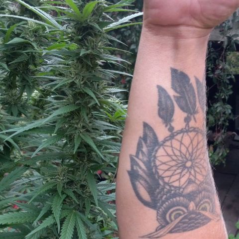 Sativa growlog timeline photo