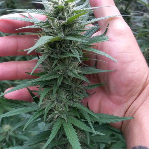 Sativa growlog timeline photo